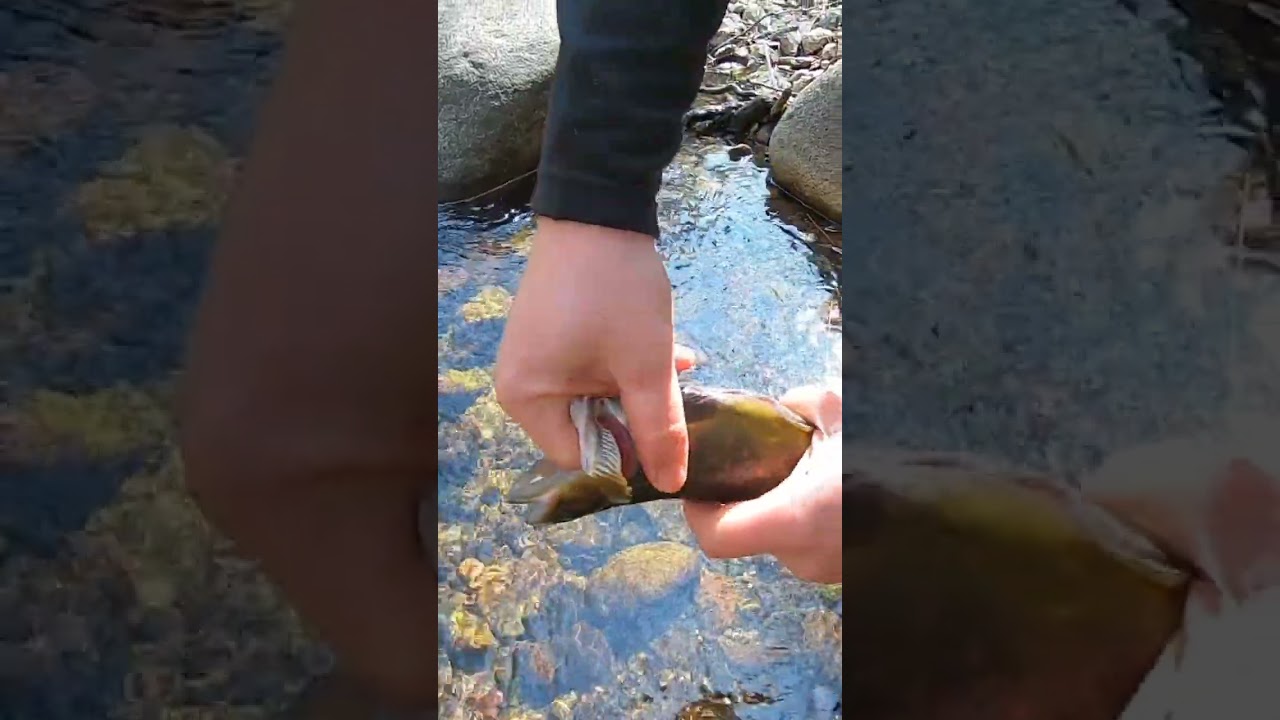 How To Quickly Gut & Clean A Trout