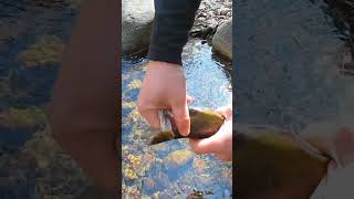 How To Quickly Gut & Clean A Trout