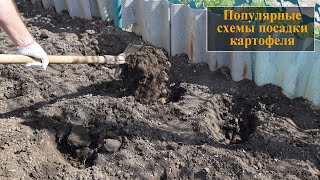 Схемы посадки картофеля