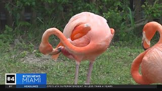 More flamingos are sticking around
