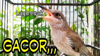 Pancingan--Burung Cucak Kombo Gacor Ngeplong Suara Mantap