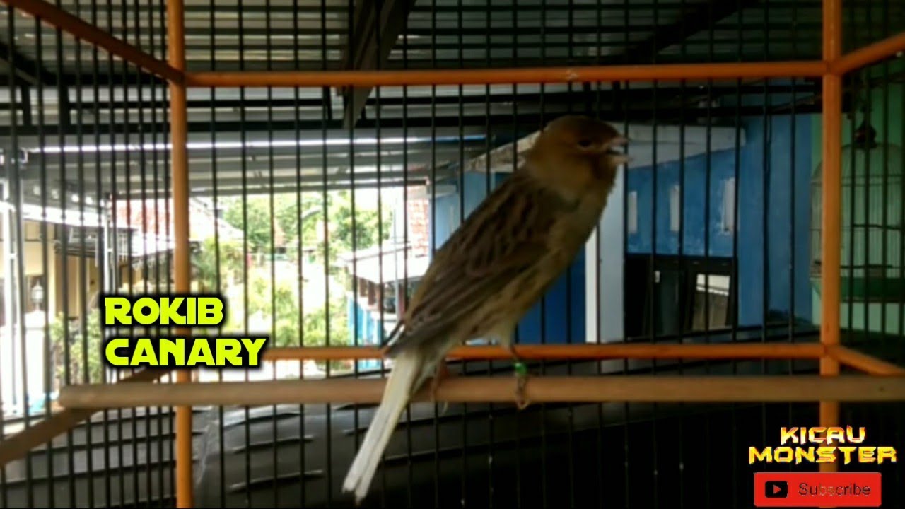 Wow Kebanjiran Pleci Kios Mukti Peksi By Kicau Monster