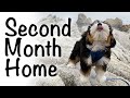 Bernedoodle puppy: second month (12-16 weeks)