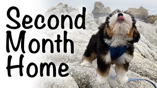 Bernedoodle puppy: second month (1216 weeks)