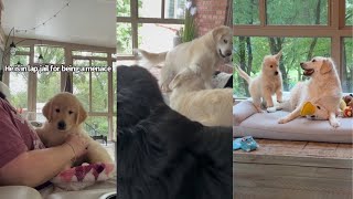 Shenanigans With My Dogs