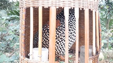 030 176 Tiếng chim đa đa gọi bầy chim đa đa mồi gáy cực căng phần 80   Đa Đa LV Đàm