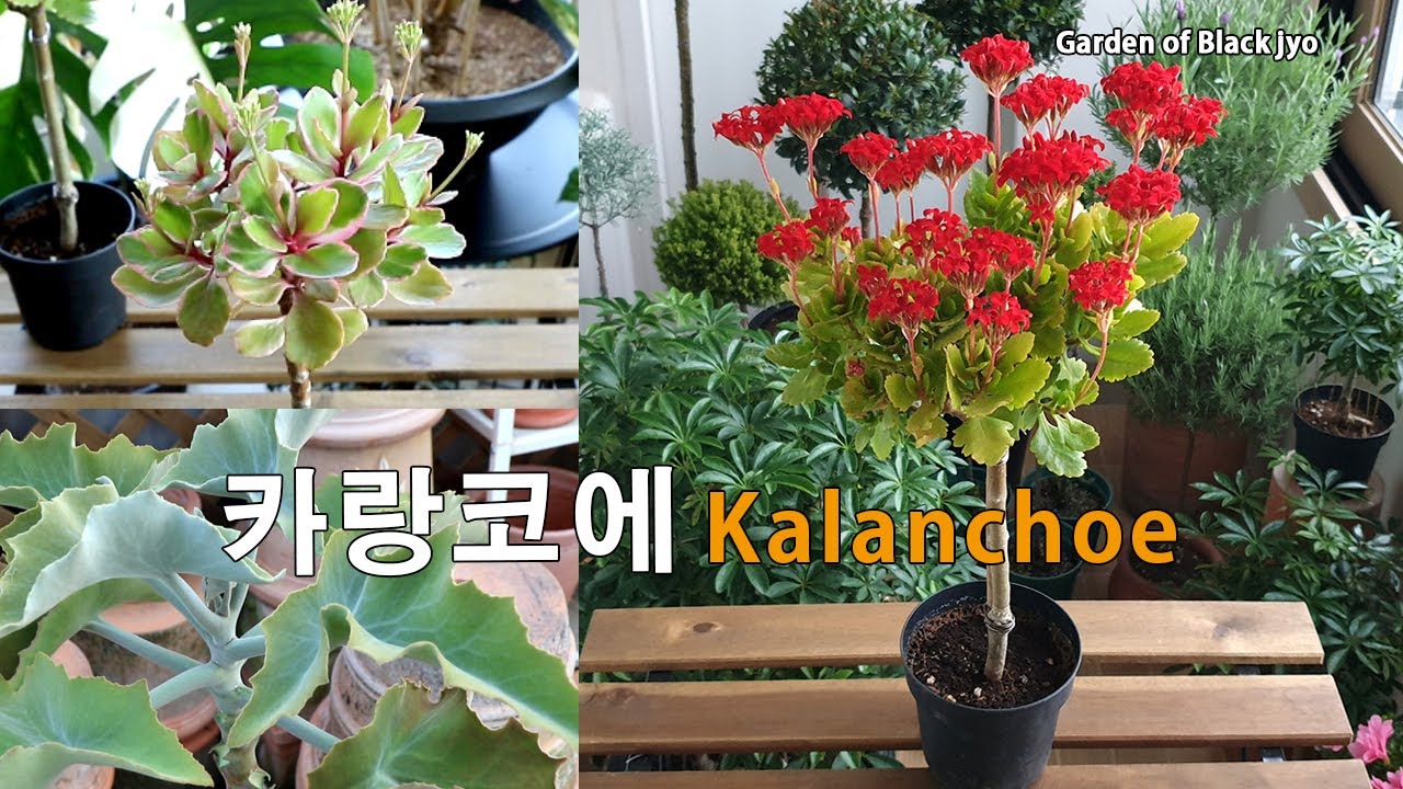 카랑코에(칼랑코에) 키우기 / 카랑코에 꽃피우기 / 단일처리 / 가지치기 / 번식  / Kalanchoe plant care