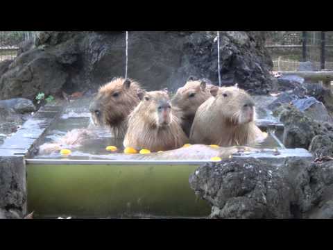 カピバラ温泉　Capybaras' Onsen.