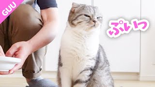 猫を甘やかすとこうなりますスコティッシュフォールド