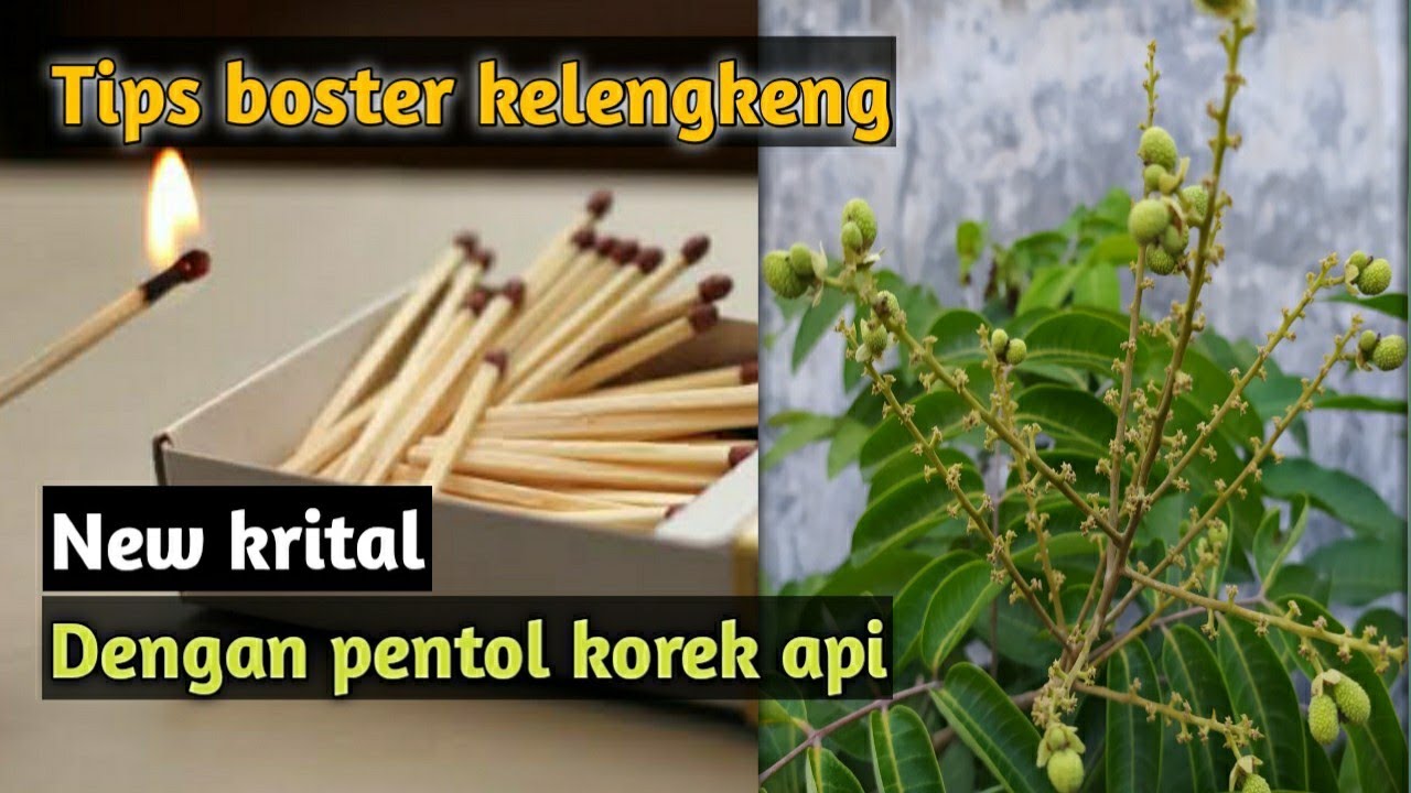 Cara boster kelengkeng new kristal dengan pentol korek, Tes part 1