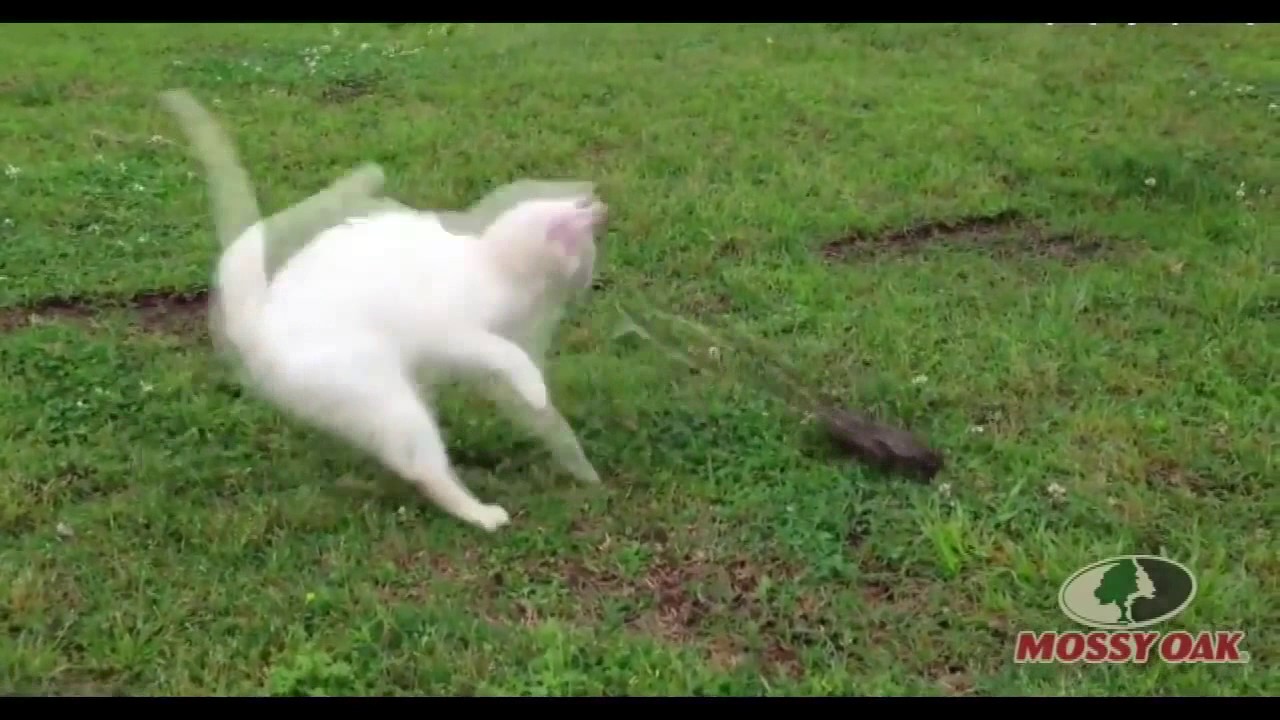 MEGA FUNNY ANIMALS 2017!