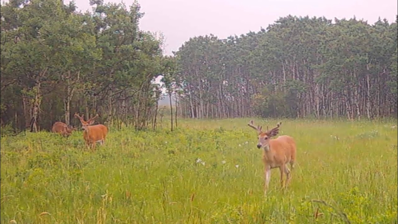 Deer growing some nice racks - YouTube