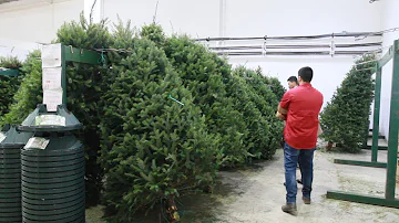 ¿Debo poner aspirina en el agua del árbol de Navidad?