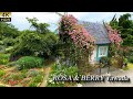 【4K HDR ROSE】 Rosa & Berry Tawada ローザンベリー多和田 – Garden Excellence Award 2025.