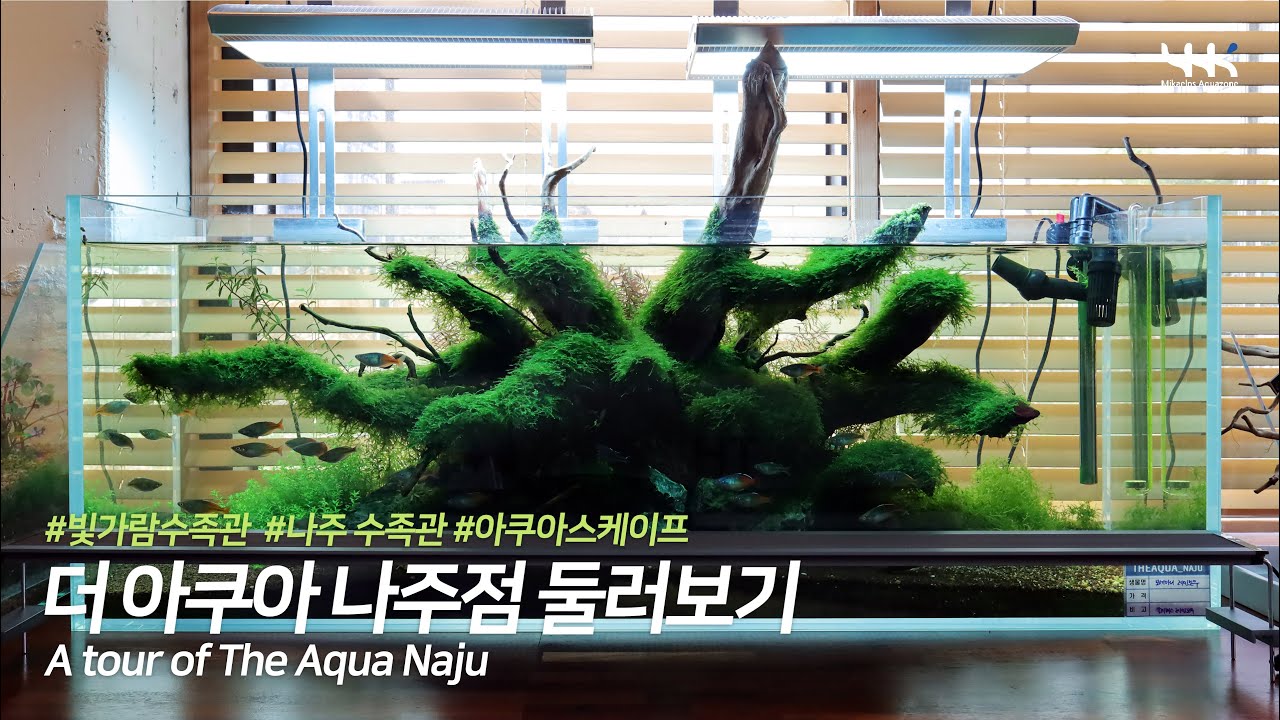 더 아쿠아 나주점 둘러보기 (THE AQUA NAJU : 빛가람 수족관)