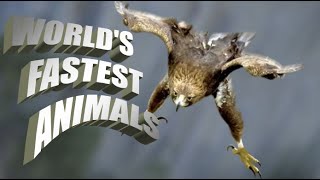 World&#39;s Fastest Animals