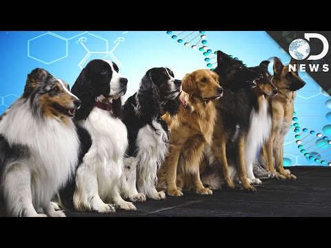 Video: Bagaimana Breed Menjadi Breed