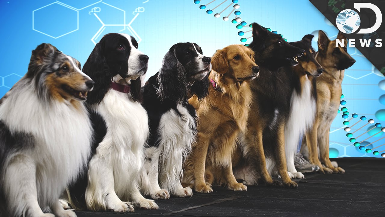 Are Dog Breeds Genetically Modified?