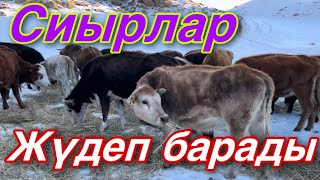 Сиырларға шолу, Шөп беріп бастадық!