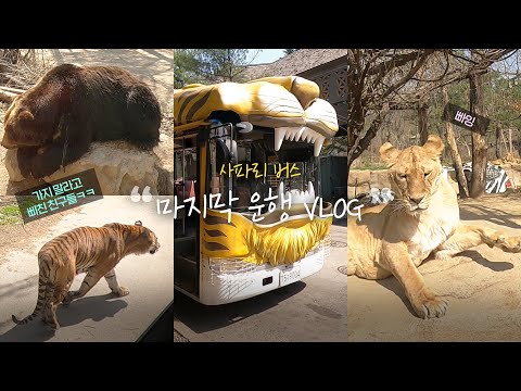 사파리월드 호랑이버스 마지막 운행 VLOG | 에버랜드 #사파리버스