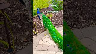 Peacock feathers 🪶 Peacock sounds 🦚 Pretty little baby #prettylittlebaby #peacock #feather #lover