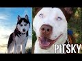 10 Incredible Mixed Breed Dogs - Narmanson Videos - 1