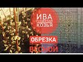 ИВА КОЗЬЯ плакучая / Формирование кроны весной