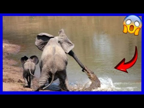 ¡Elefante hace huir a cocodrilo!