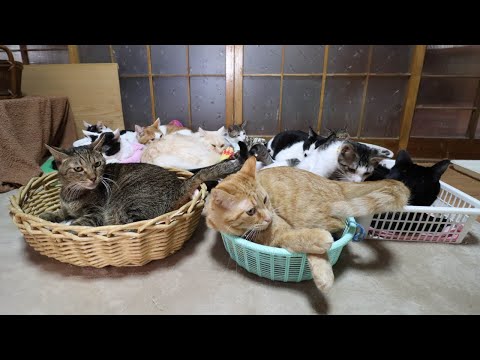 かごの11匹のねこ　230228