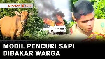 Dua Orang Pencuri Sapi Tertangkap Warga, Mobil Pick Up Dibakar | Liputan 6