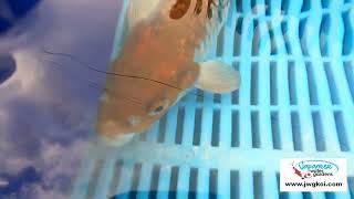 E264 Gin Rin Ochiba 8To10In 99