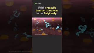 Biology Quiz: Which organelle transports proteins? #shorts