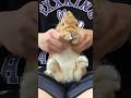 前の肩チョン？#前の肩トンっダンス #前の肩 #前の肩ドン #うさぎ #bunny #rabbit