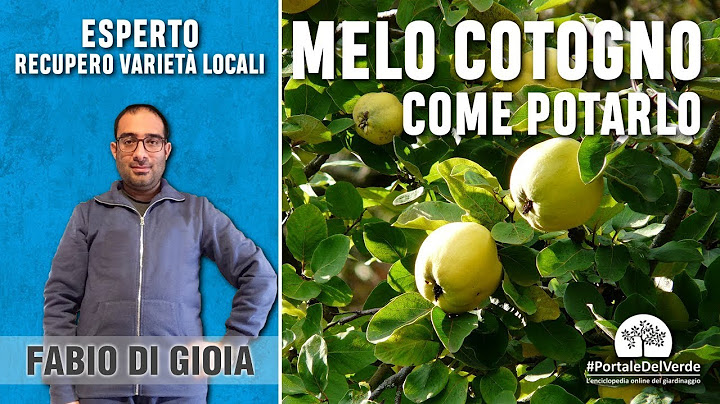 Come potare il melo cotogno