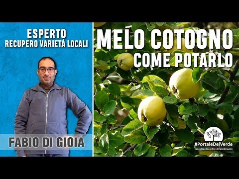 Video: Cos'è la mela cotogna: scopri come coltivare le mele cotogne