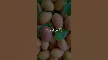 القرآن الكريم سورة التين اجمل صوت الراحة استمع معنا