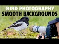 Bird Photography - SMOOTH Backgrounds DEMONSTRATED In The Field - How To Get Blurry Backgrounds