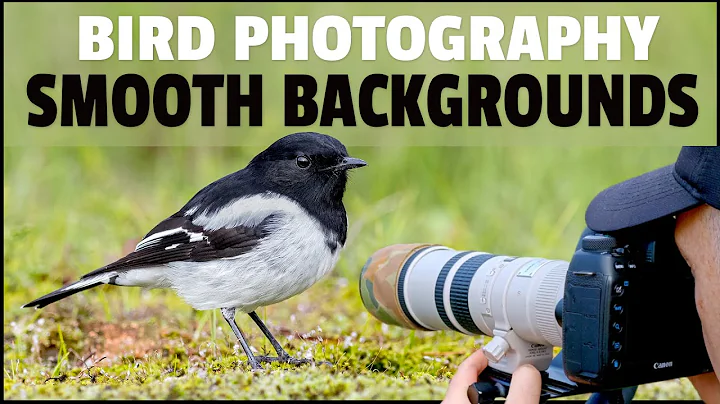 Bird Photography - SMOOTH Backgrounds DEMONSTRATED In The Field - How To Get Blurry Backgrounds - DayDayNews