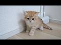 Here's a kitten that freezes up out of fear of a robot vacuum...