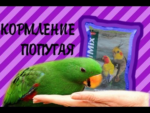Корм NaturalMix Padovan. Для средних попугаев. Чем кормить попугая