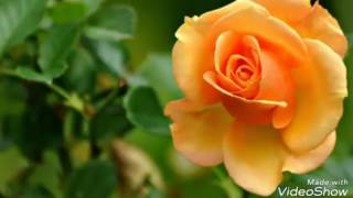 Erdal Çeti̇ndağ - Fi̇kri̇mi̇n İnce Gülü