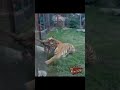 Tug of war with a tiger #workout #fitness #shorts
