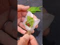 鱚の梅しそ包み天ぷら