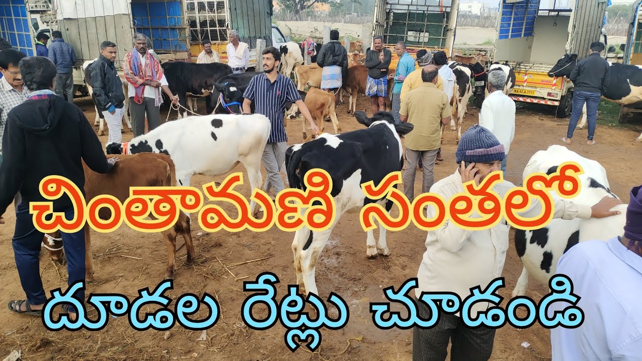 100000 views See Chintamani market in Calf price's చింతామణి సంతలో దూడల రేట్లు చూడండి
