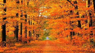 Mass Sunday,  October 19th, 2025