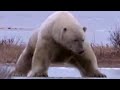 Polar Bear on Thin Ice | BBC Studios