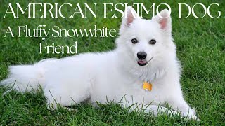 American Eskimo Dog : A fluffy snowwhite friend by FurryFriends 256 views 3 months ago 6 minutes, 41 seconds