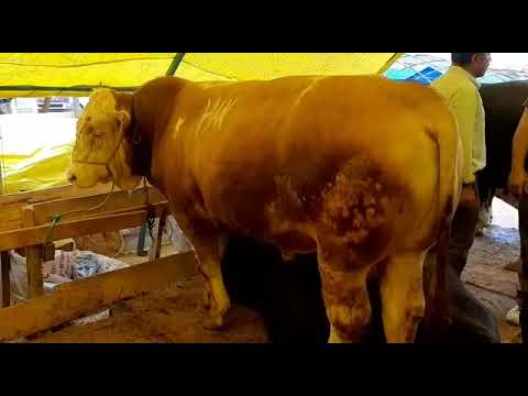 Allah kabul etsin kurbanımızı aldık. Maşallah. (yeni videolar gelecek pazarlık vs.)