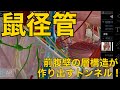 【鼠径管】前腹壁の層構造が作り出すトンネル!