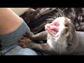 カワウソさくら 珍しく寝起きぶさいくじゃない！ Otters otorting large